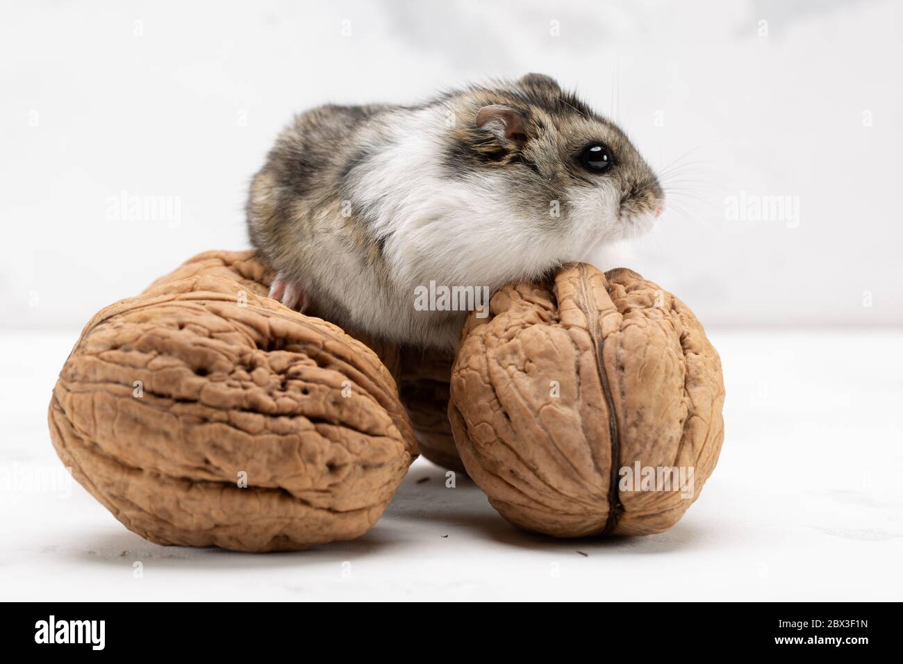 hamster with walnuts on the grey background Stock Photo Alamy
