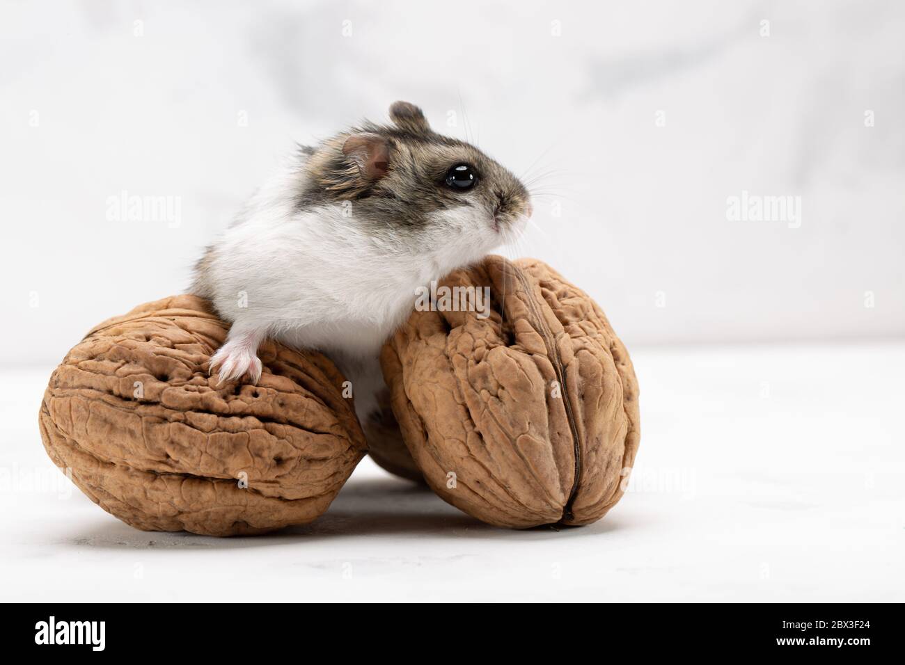 hamster with walnuts on the grey background Stock Photo Alamy