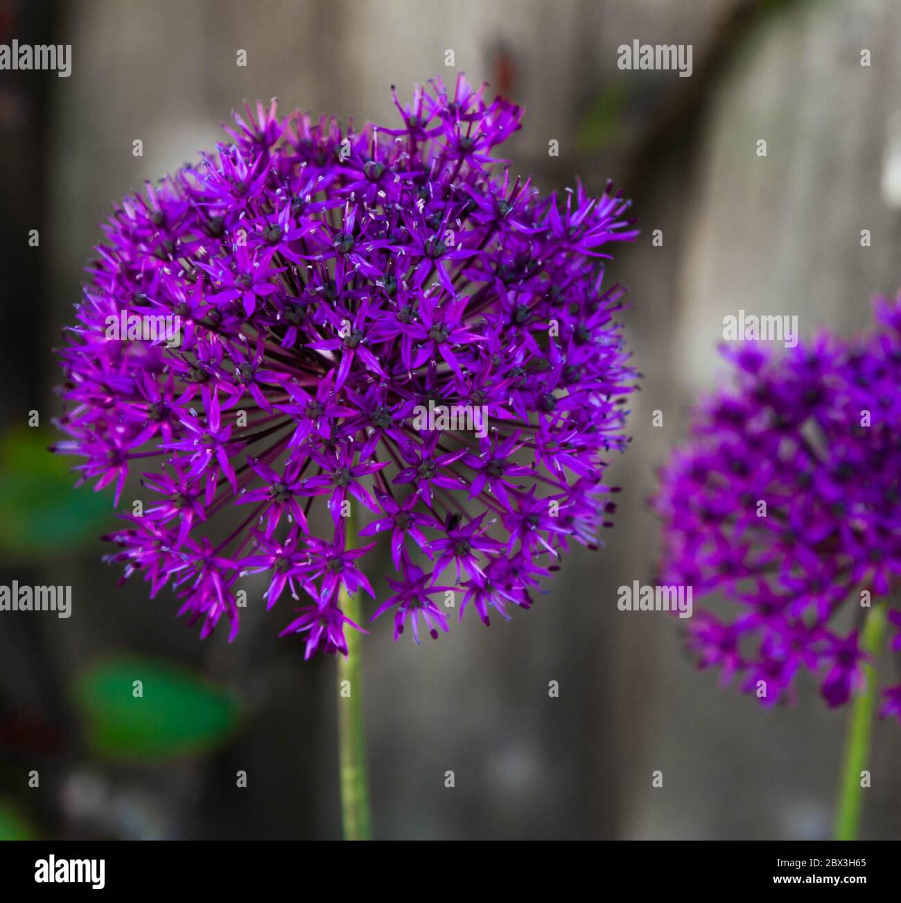 Allium 'Purple Sensation' in full bloom Stock Photo