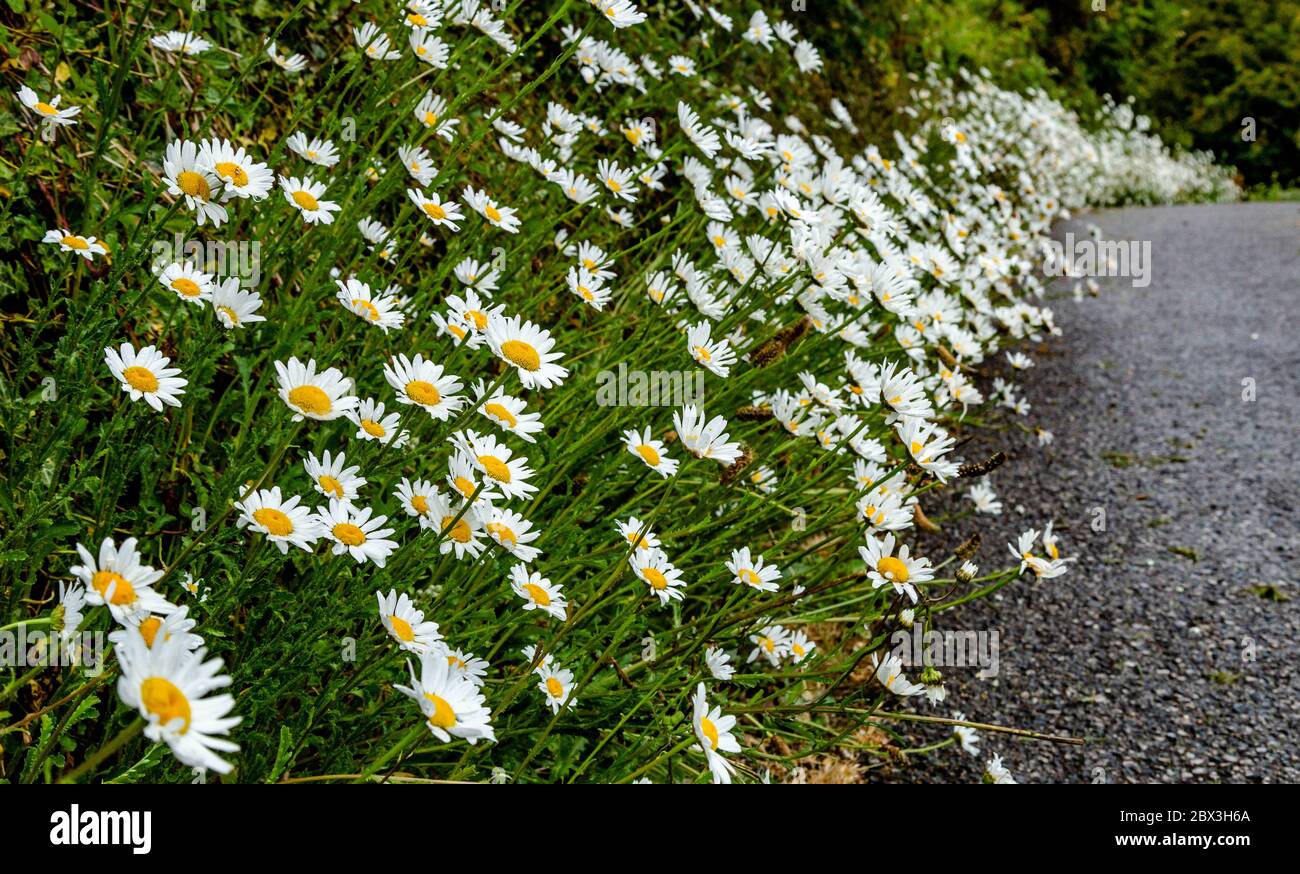 Swathe of flowers edging tarmac hi-res stock photography and images - Alamy