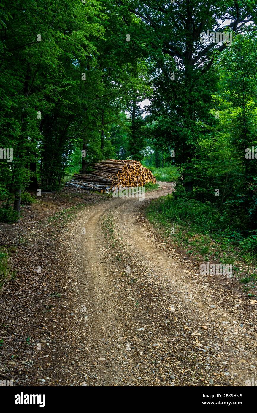 Abandoned Gravel Road Through Deciduous Forest In Austria Stock Photo