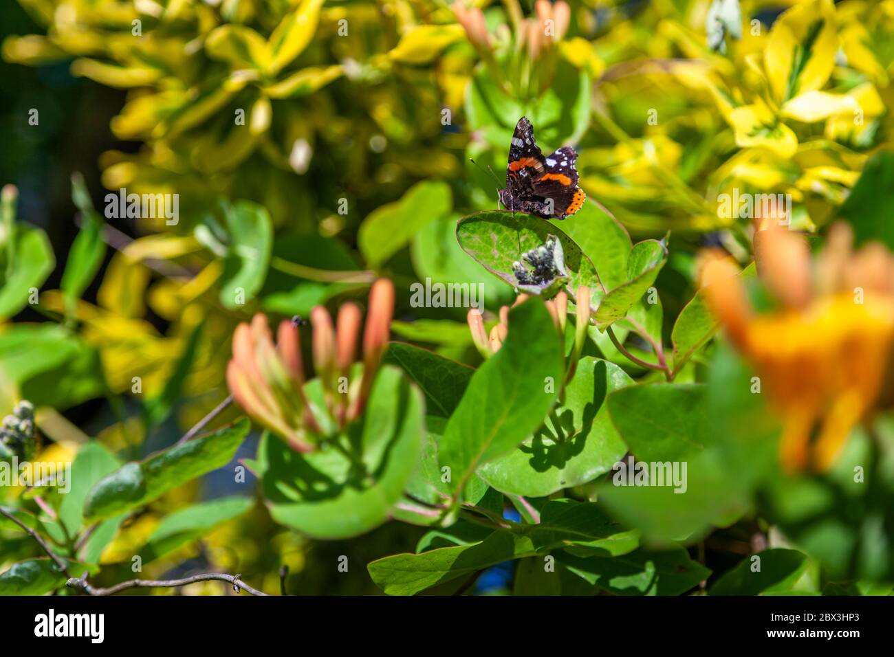 Butterfly on a plant of Lonicera periclymenum in Grevenbroich, Germany Stock Photo