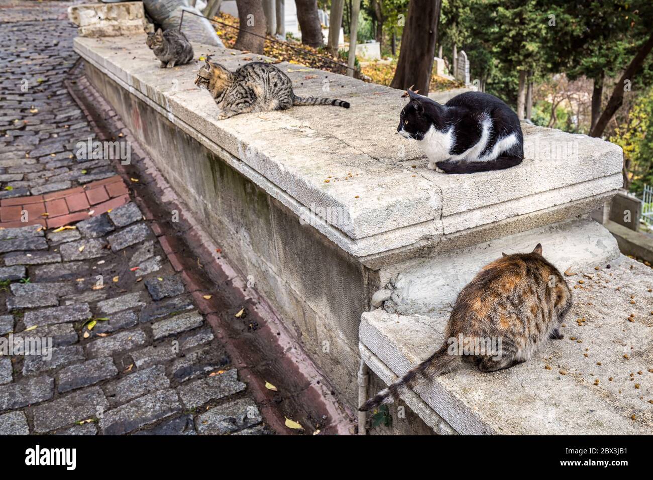 Cats near Eyup Sultan mosque atIstanbul, Turkey Stock Photo Alamy