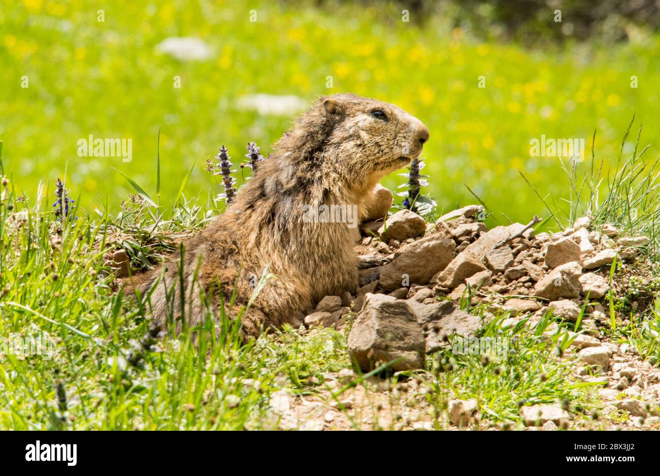 Marmots Stock Photo