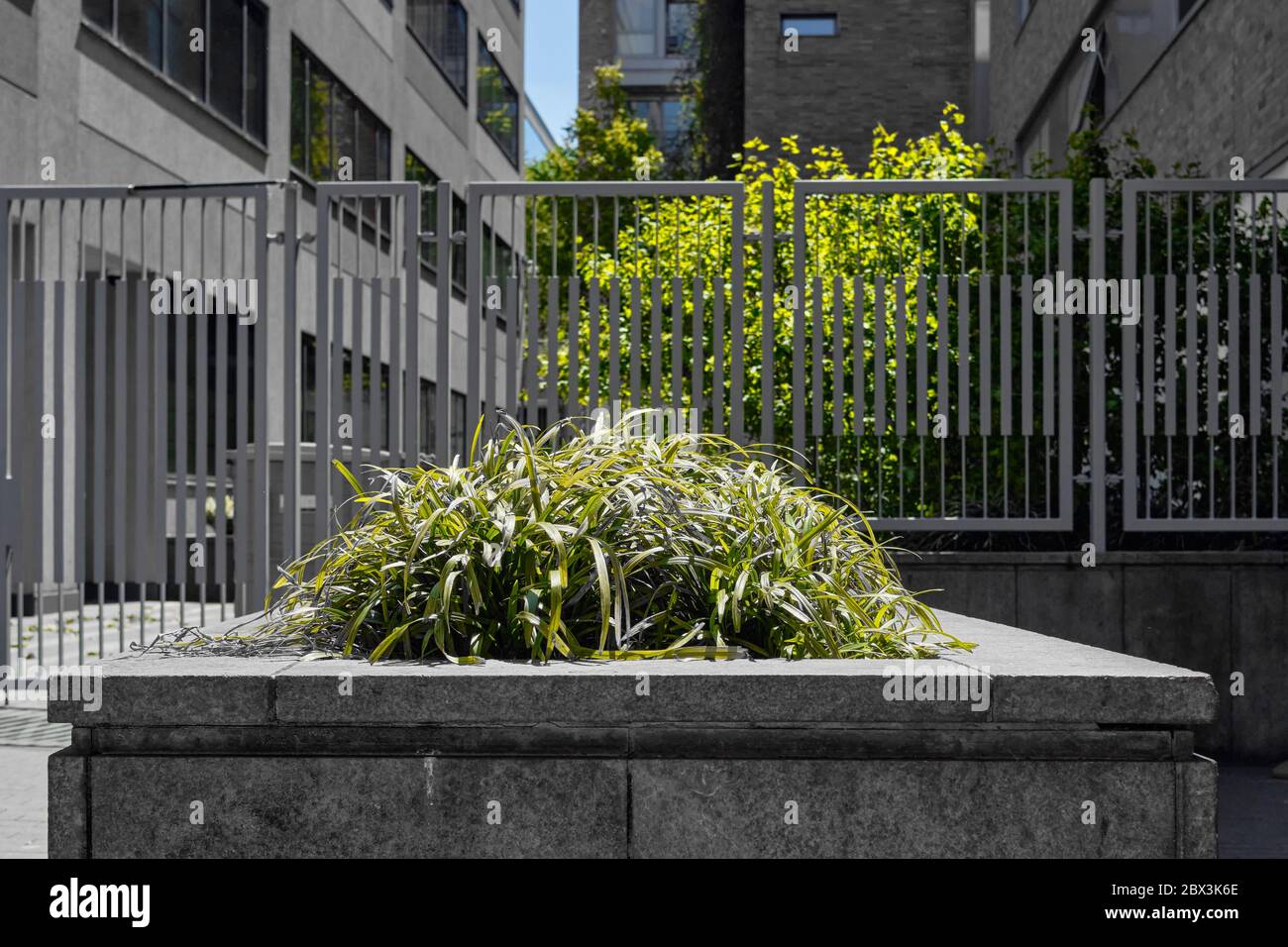 Selective color image of plants and tree on urban street in front of fence Stock Photo
