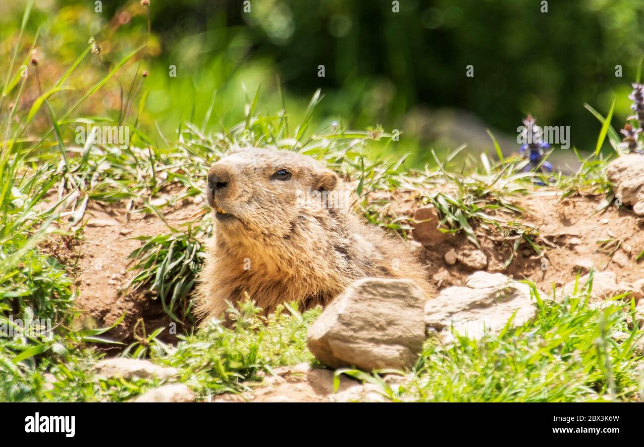 Marmots Stock Photo
