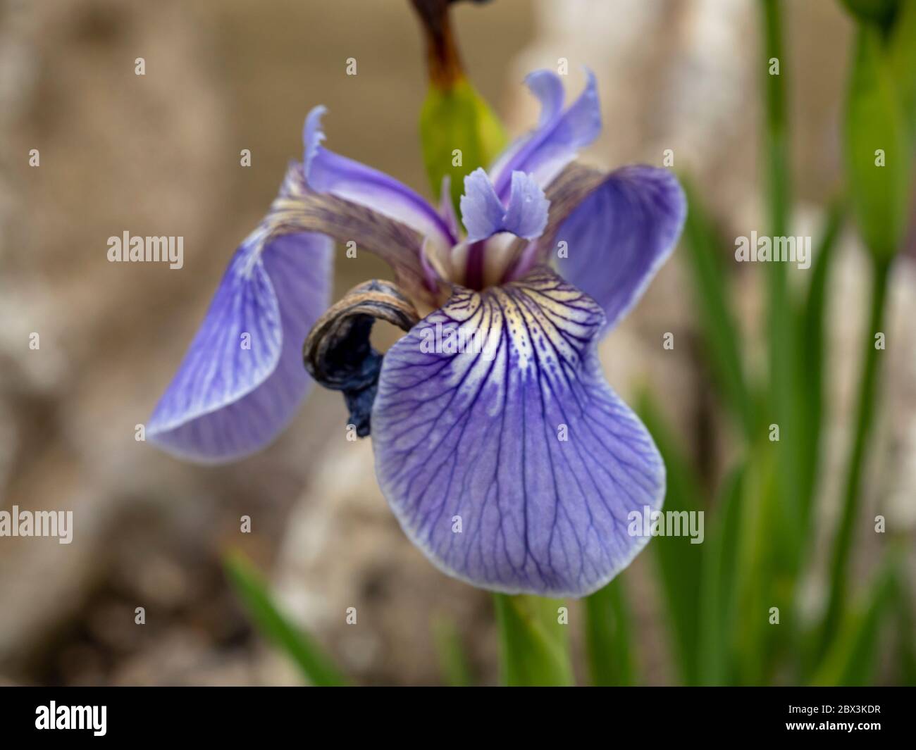 Closeup of a pretty mauve flower of Iris setosa in a garden Stock Photo -  Alamy