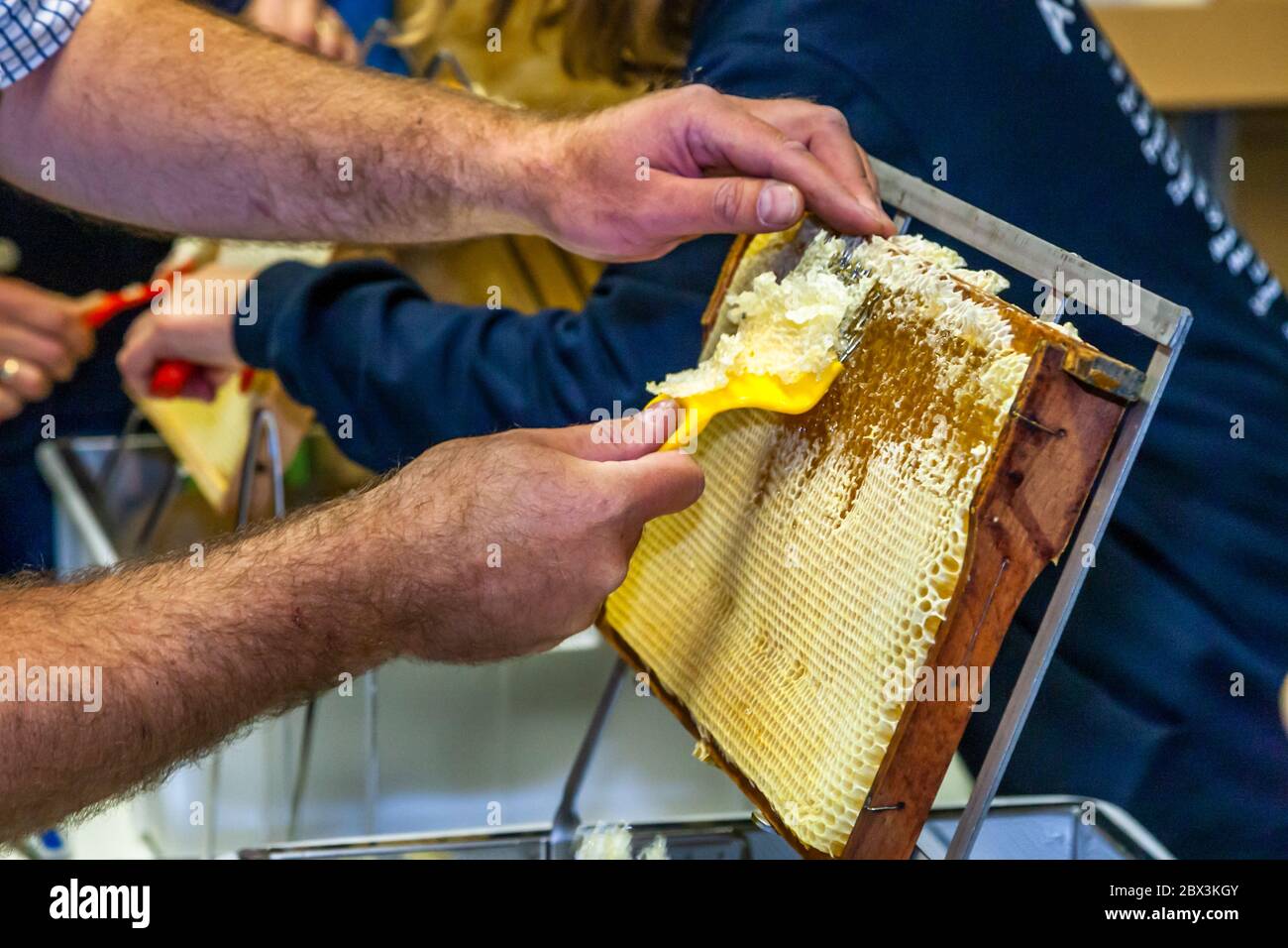 A honeycomb is freed from the wax cap with the uncapping fork. Honey Harvest in Grevenbroich, Germany Stock Photo