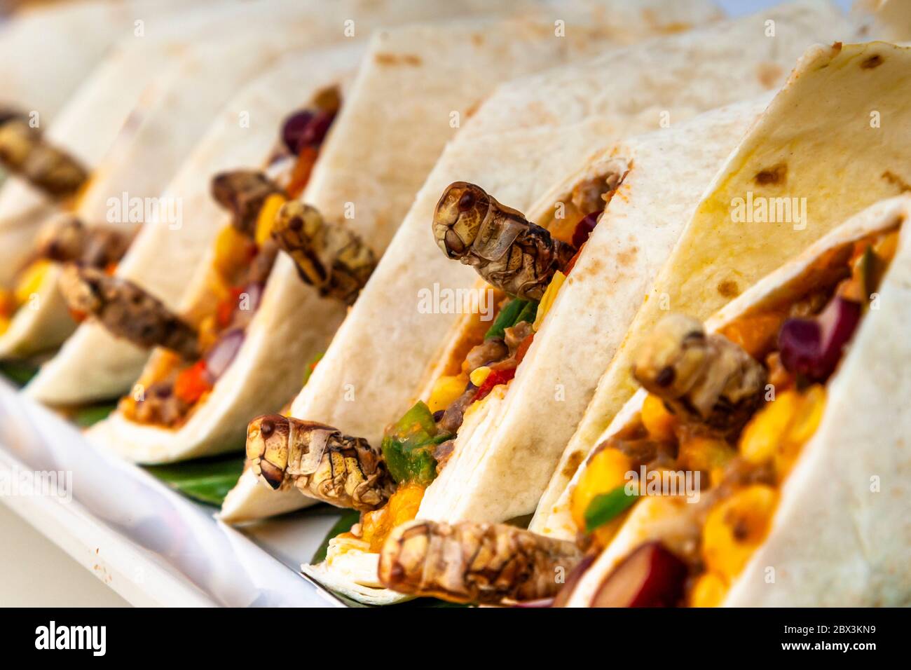 Locust wrap. Delicatessen made of Insects in Cologne, Germany Stock Photo