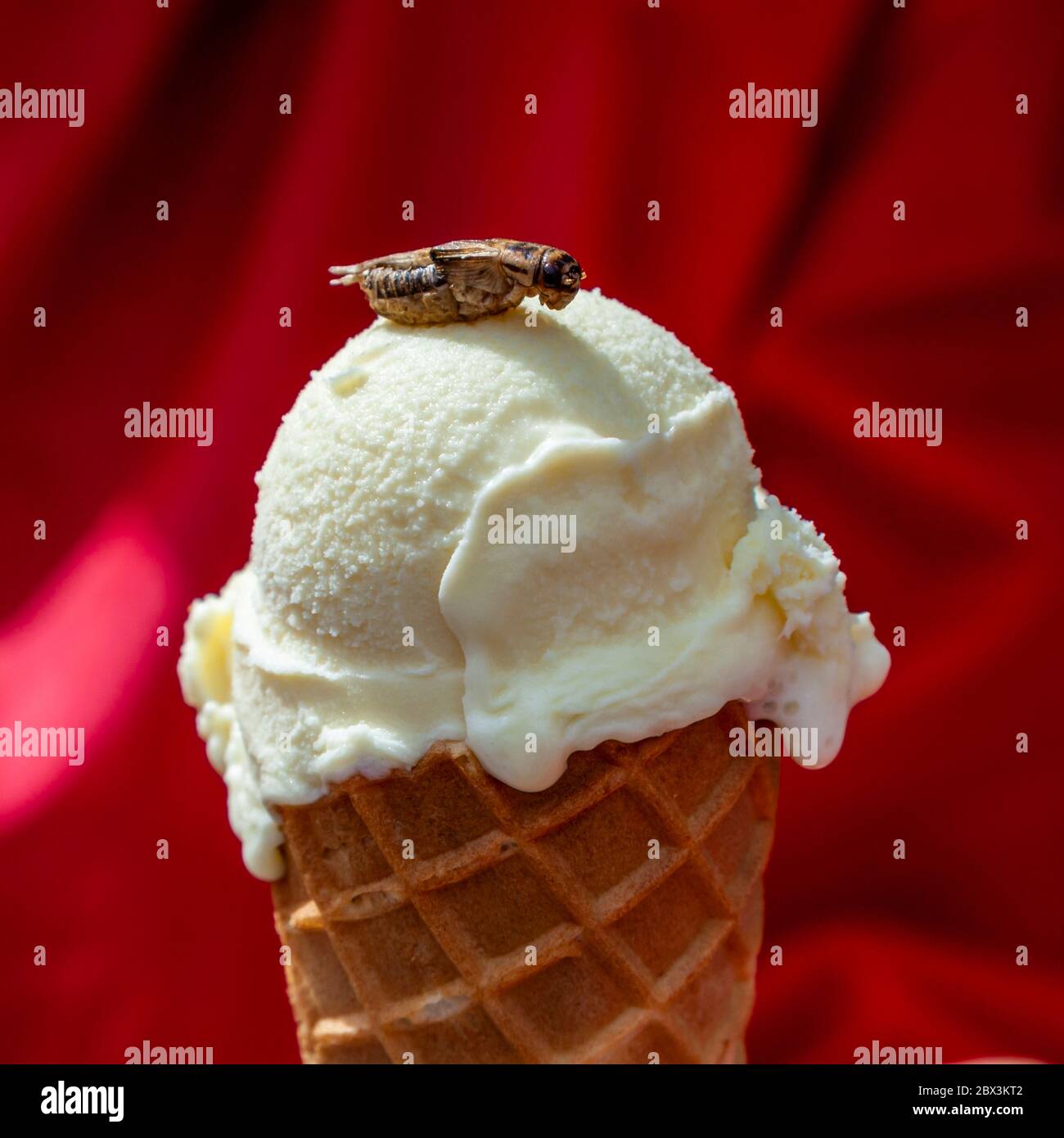 Locust ice cream for dessert. Delicatessen made of Insects in Cologne, Germany Stock Photo