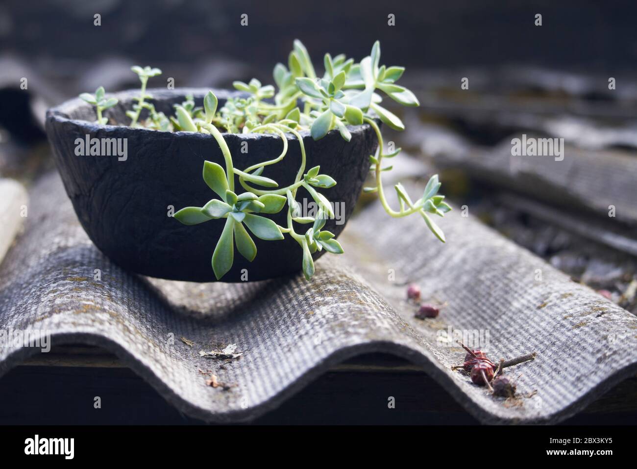 Green succulent plant in black concrete planter on slate roof, selective focus Stock Photo