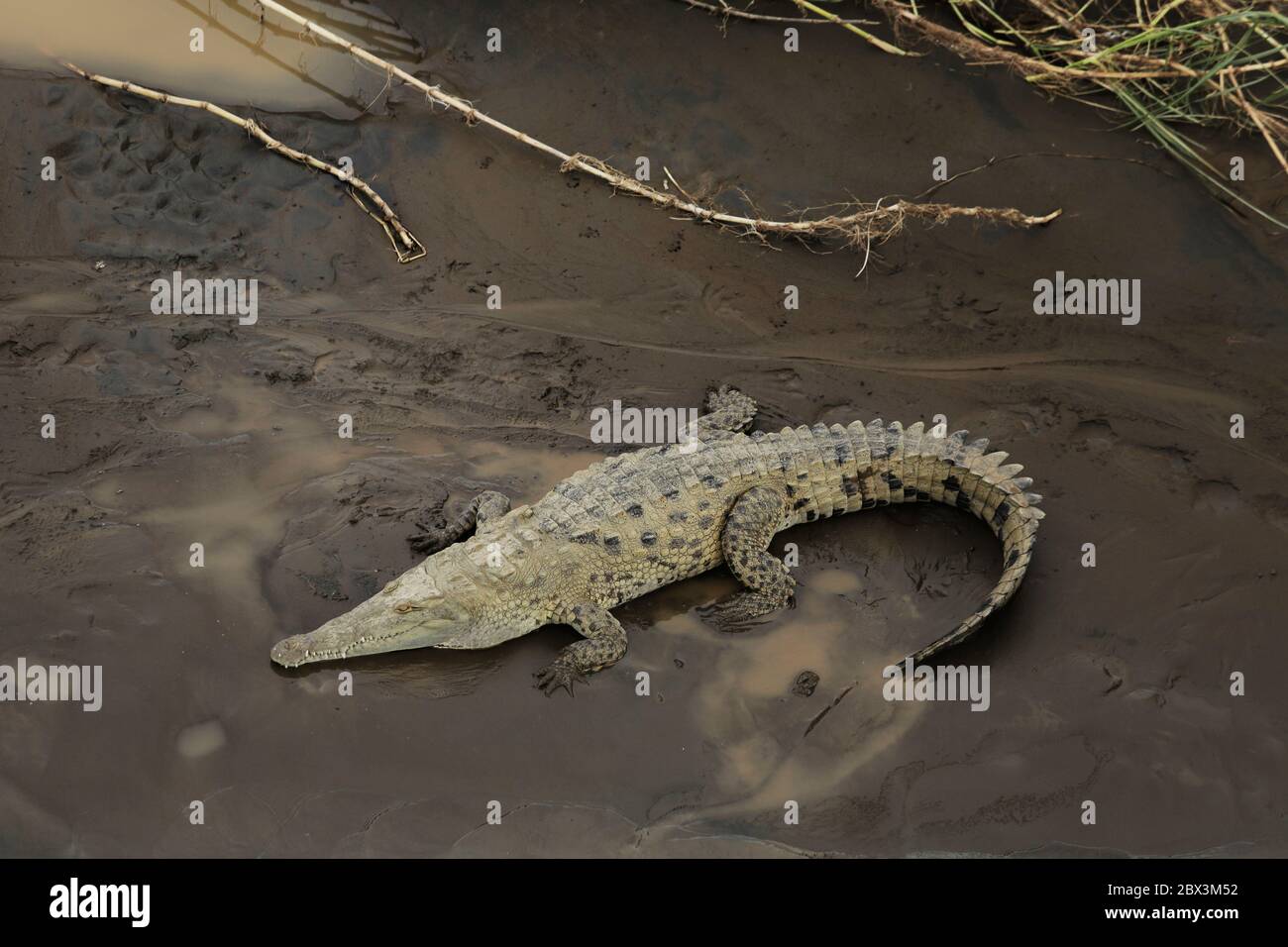 Wild American Crocodile (Crocodylus acutus) in a river sand bank. Dangerous reptile in mud water of Tarcoles, Carara National Park, Costa Rica Stock Photo
