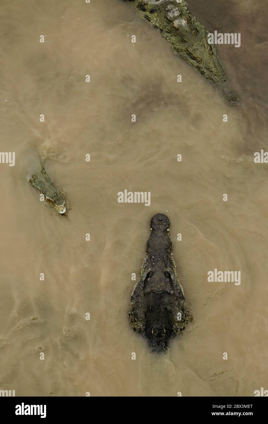 Wild American Crocodile (Crocodylus acutus) in a river sand bank ...