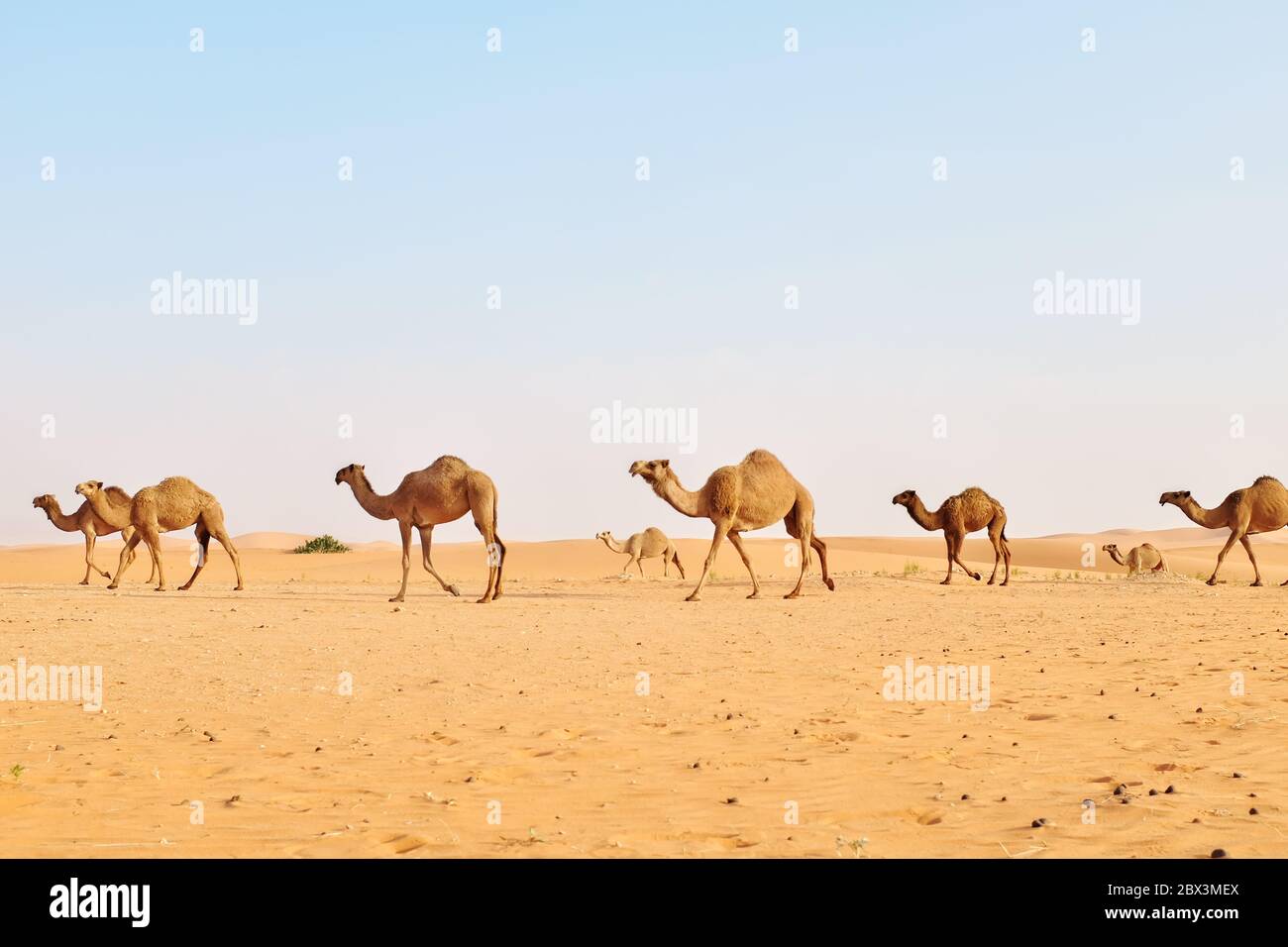 A herd of Arabian camels crossing the hot desert. Al Dahna Desert, Riyadh, Saudi Arabia Stock Photo