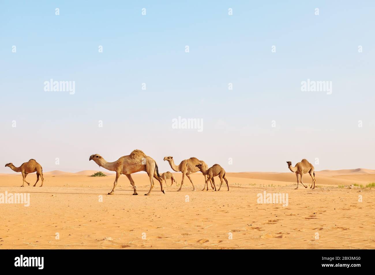 A herd of Arabian camels crossing the hot desert. Al Dahna Desert, Riyadh, Saudi Arabia Stock Photo