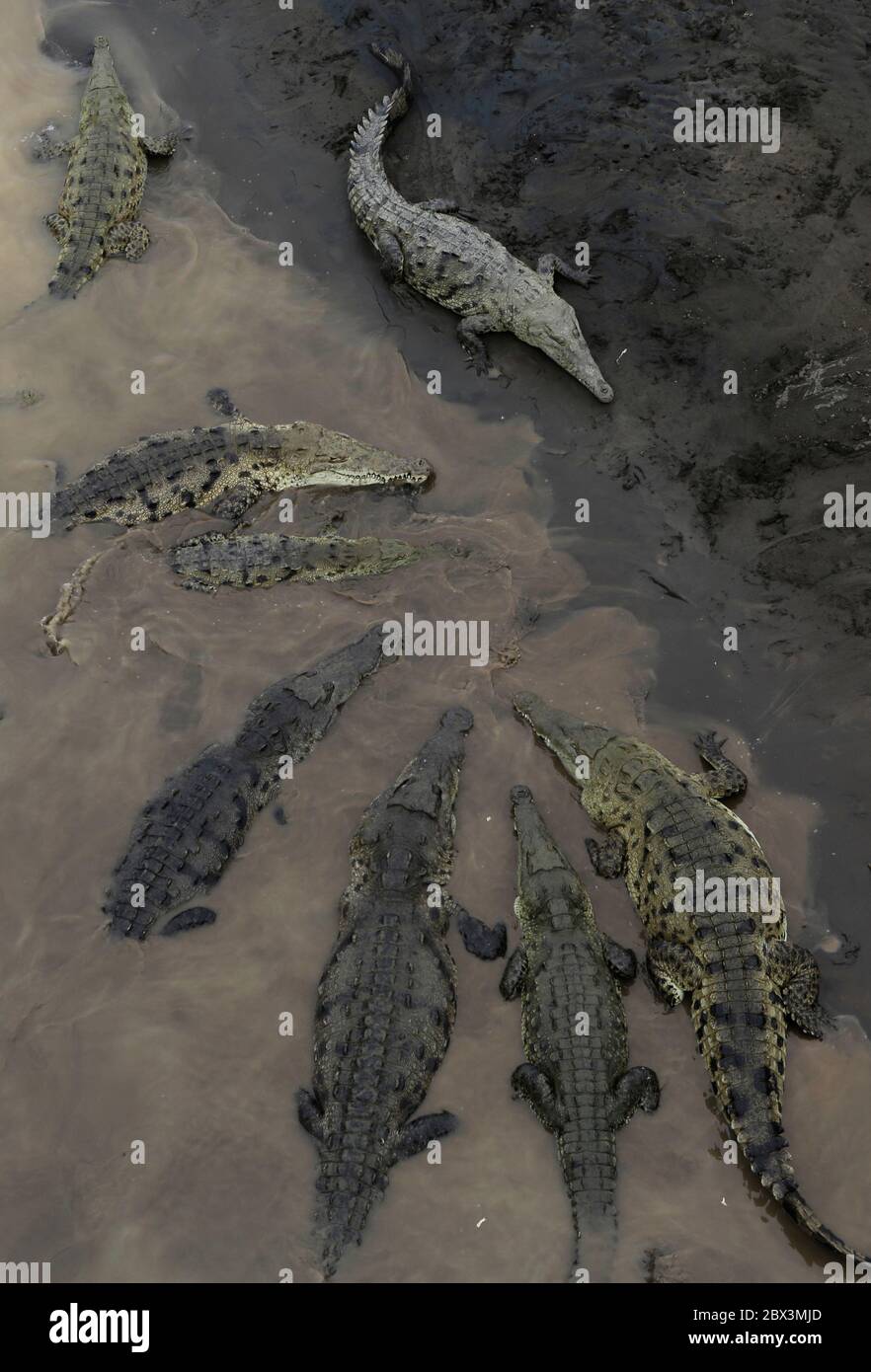 Wild American Crocodile (Crocodylus acutus) in a river sand bank