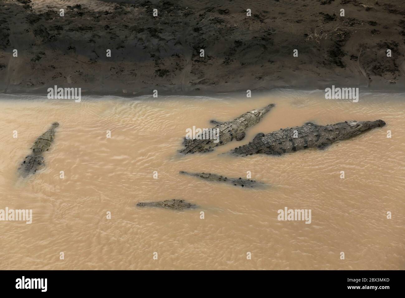 Wild American Crocodile (Crocodylus acutus) in a river sand bank ...