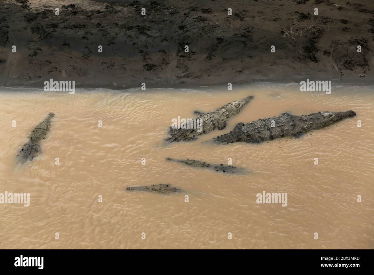 Wild American Crocodile (Crocodylus acutus) in a river sand bank. Dangerous reptile in mud water of Tarcoles, Carara National Park, Costa Rica Stock Photo