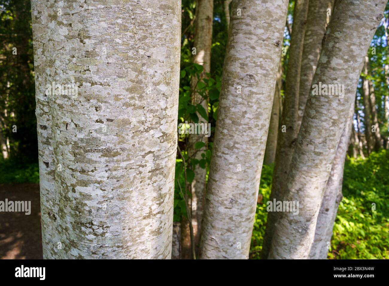 Trunks and scaly looking bark of Red Alder tree, Alnus rubra, Qualicum Beach, Vancouver Island, BC, Canada Stock Photo