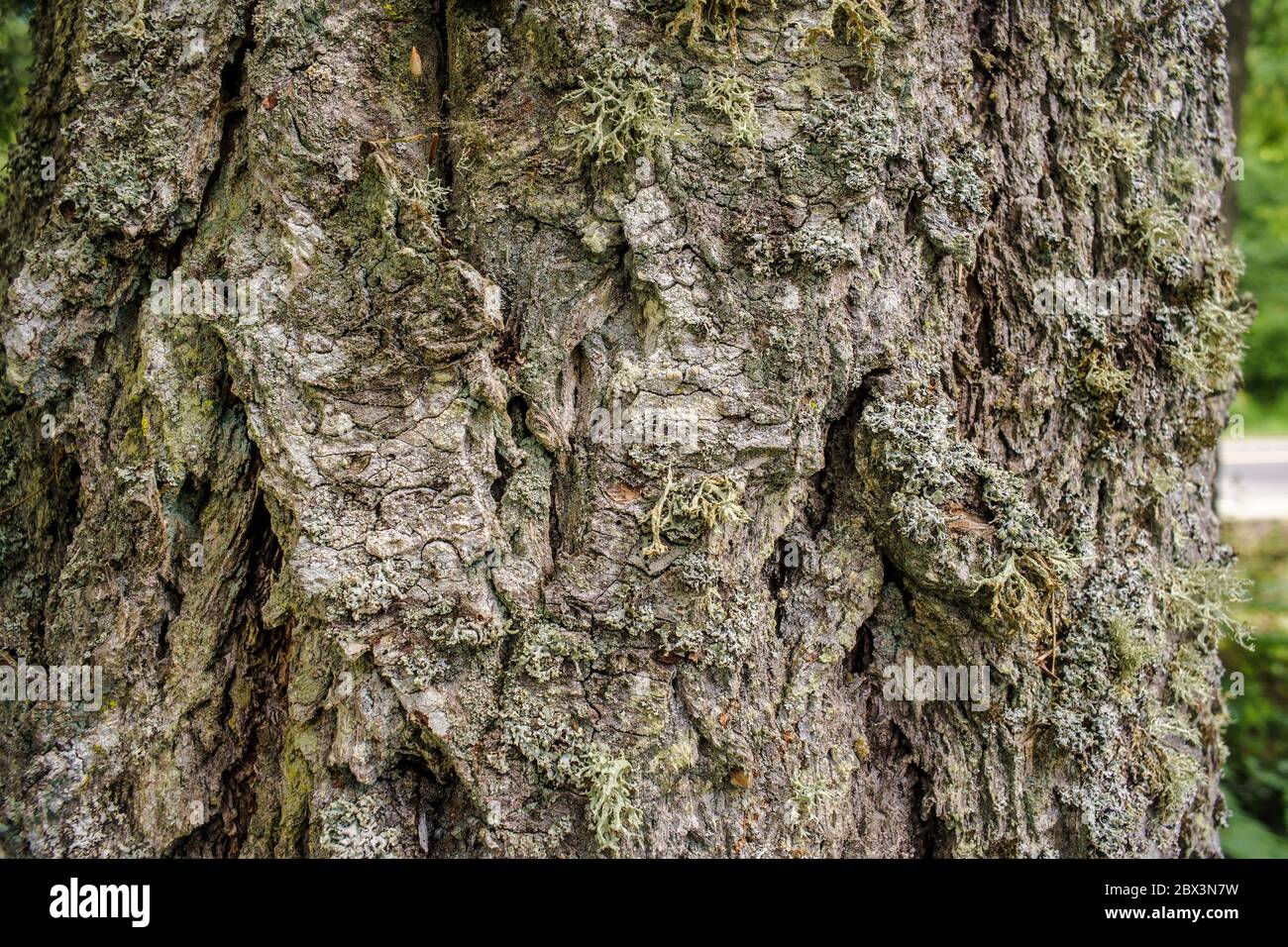 Detail of various lichen species growing on bark of Douglas Fir, Pseudotsuga menziesii, tree Stock Photo