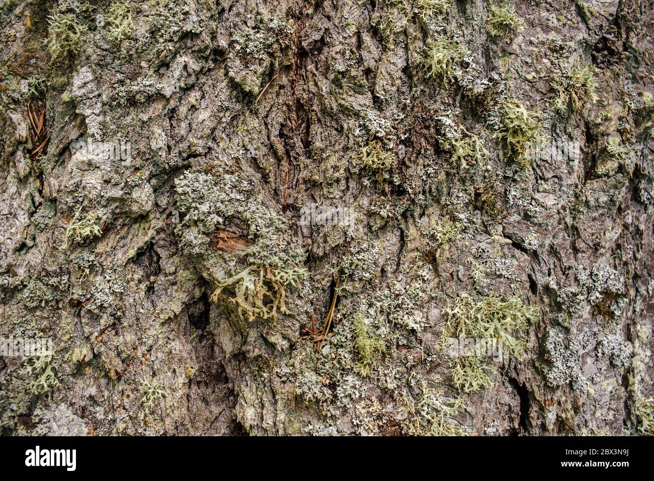 Detail of various lichen species growing on bark of Douglas Fir, Pseudotsuga menziesii, tree Stock Photo