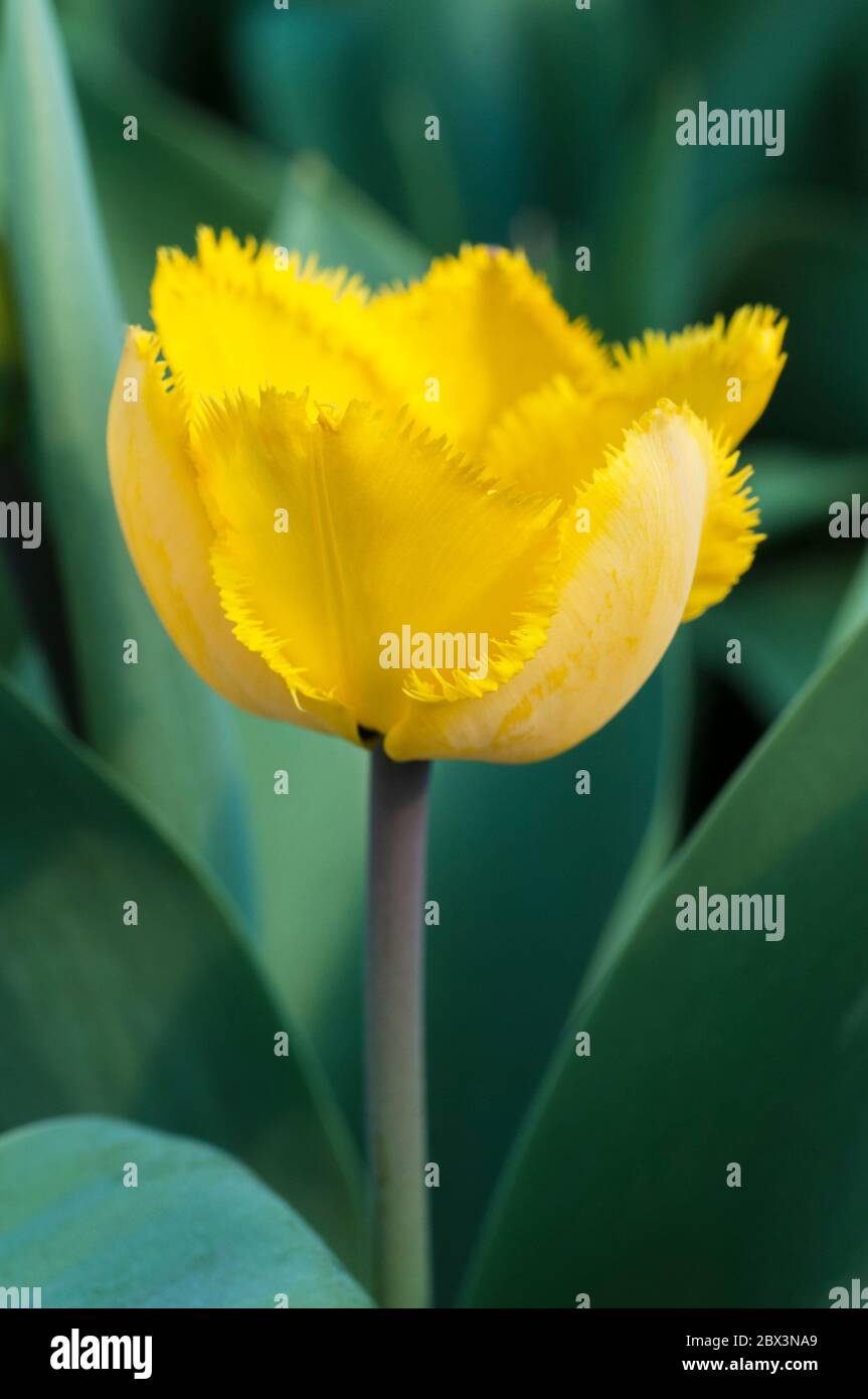 Close up of tulipa Crystal Star. A single fringed mid to late spring flowering yellow tulip belonging to the Fringed group of tulips Division 7 Stock Photo