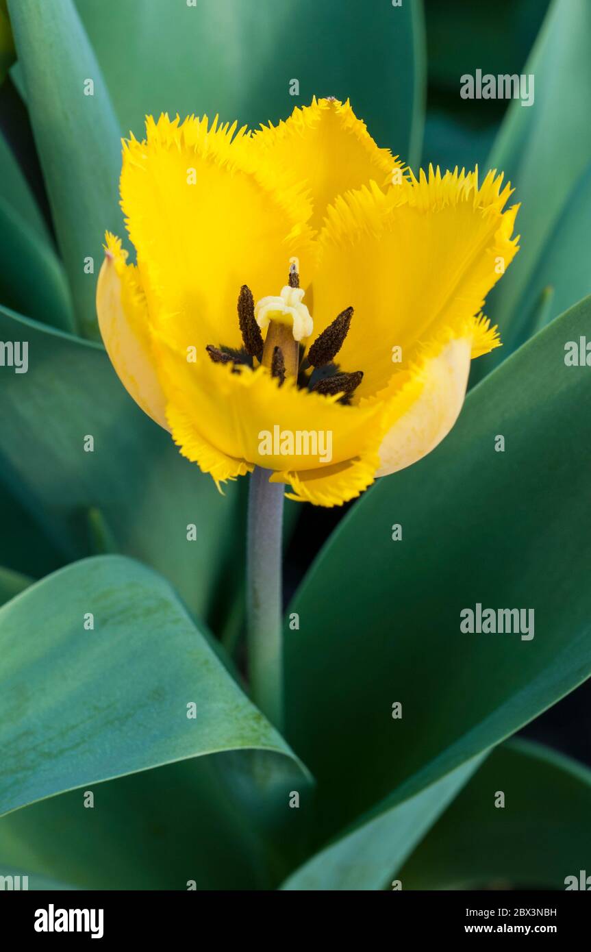 Fringed yellow crystal star hires stock photography and images Alamy