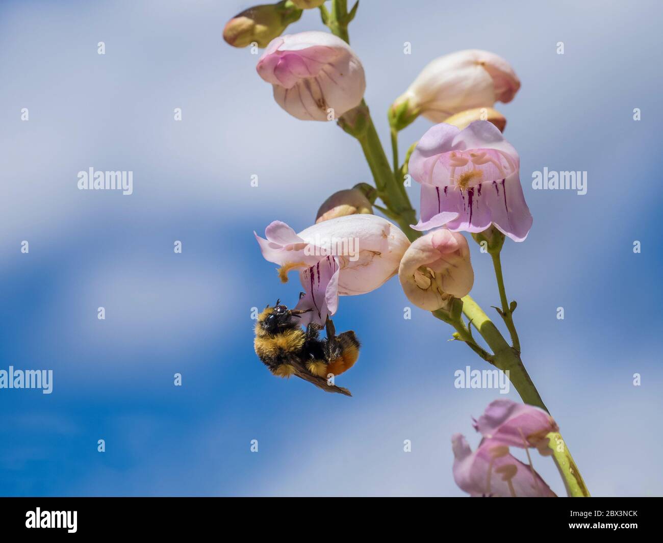 Bumblebee feasts on a Palmer's Penstemon (Penstemon palmeri) blossom, Little Book Cliffs Wild Horse Range near Palisade, Colorado. Stock Photo