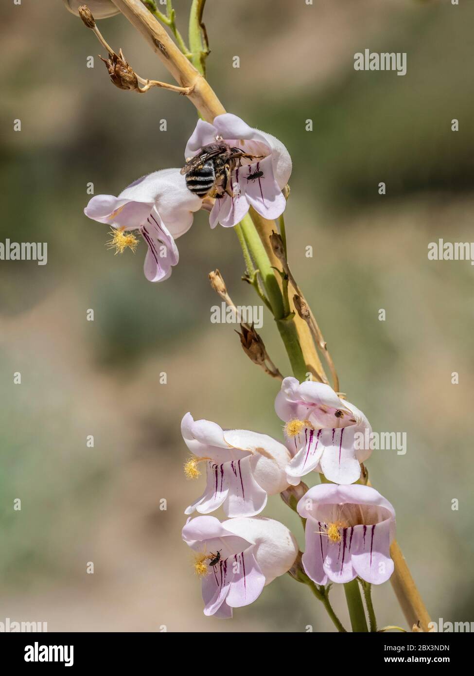 Bee feasts on a Palmer's Penstemon (Penstemon palmeri) blossom, Little Book Cliffs Wild Horse Range near Palisade, Colorado. Stock Photo