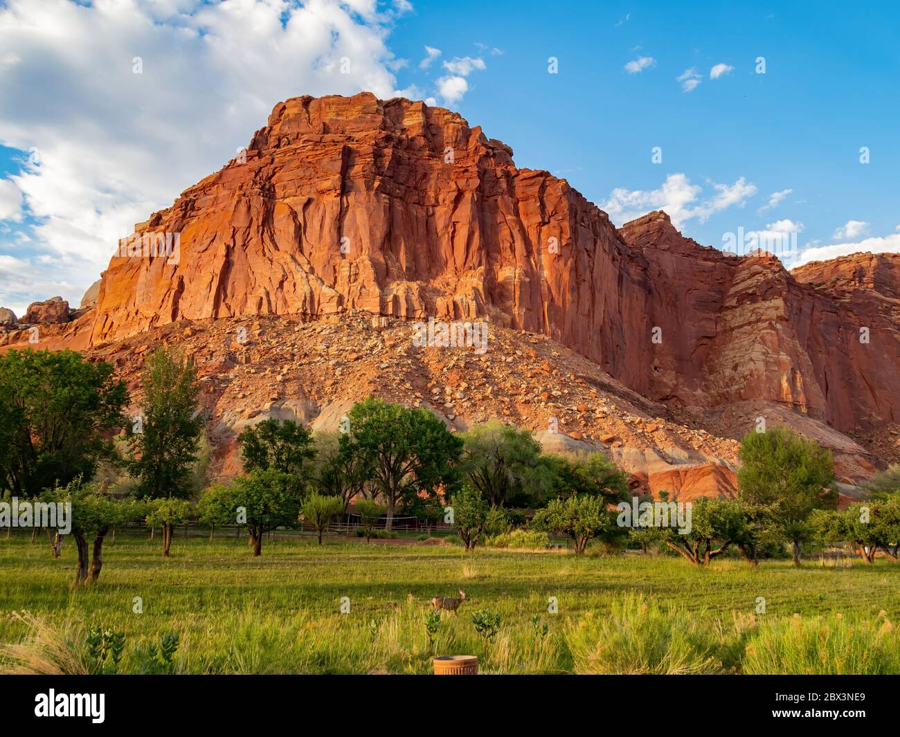 Beautiful Orchard trees along the Scenic drive of Capitol Reef National
