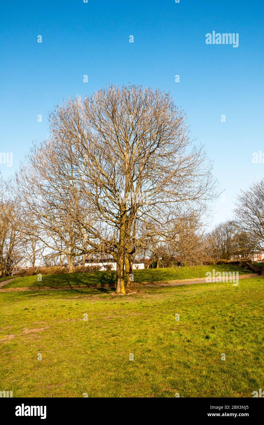 Fraxinus excelsior Common Ash a deciduous tree seen with leafless skeletal branches on a sunny winters day. Spreading branches with a rounded crown. Stock Photo