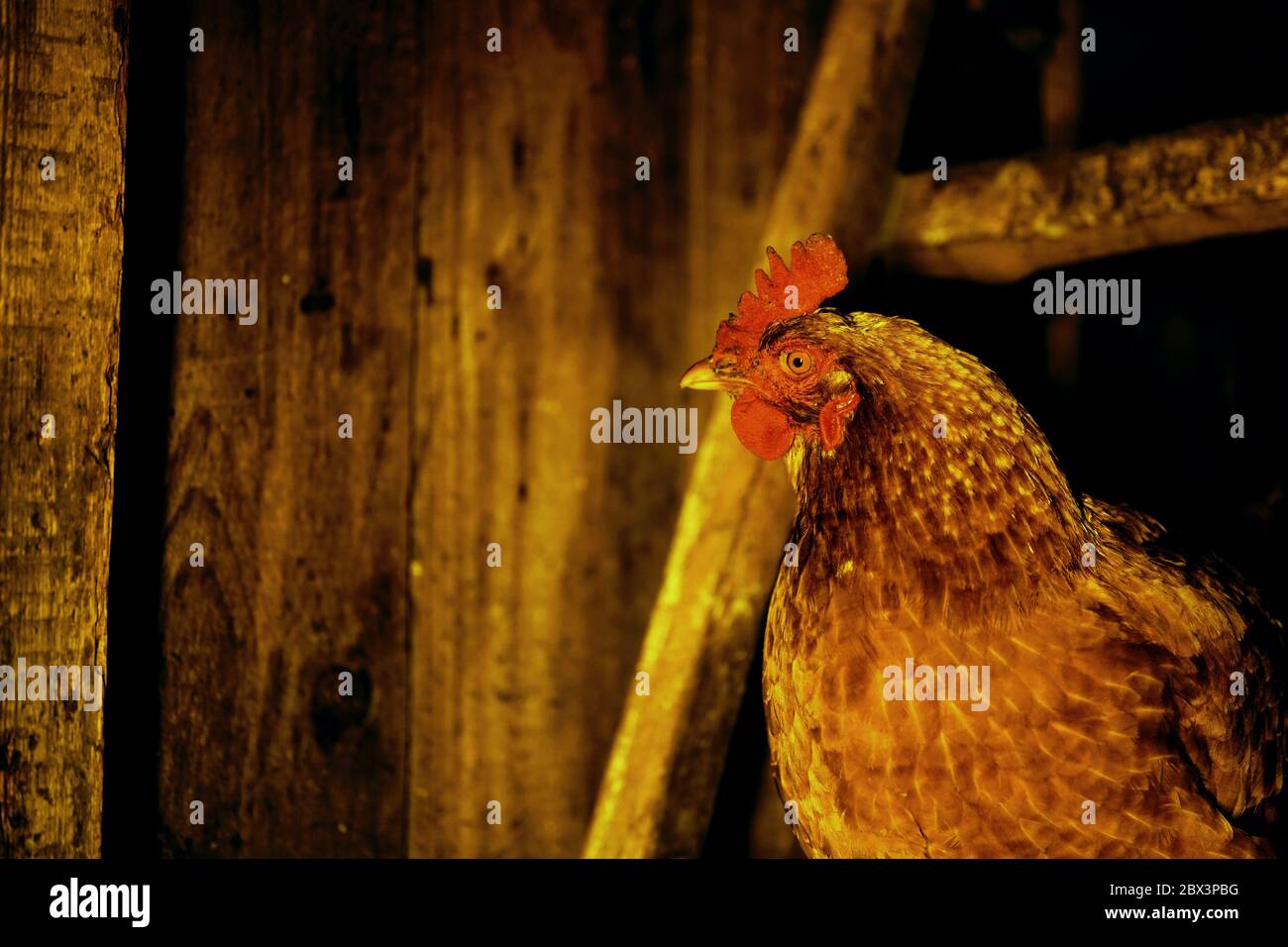 Coop up hires stock photography and images Alamy