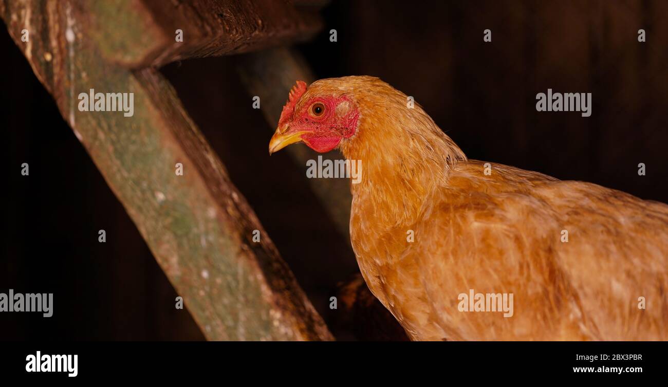 Coop up hires stock photography and images Alamy