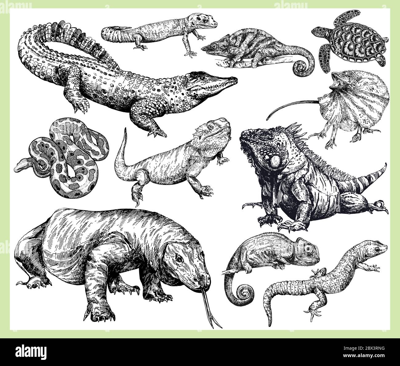 Big set of hand drawn sketch style reptiles isolated on white background. Vector illustration. Stock Vector