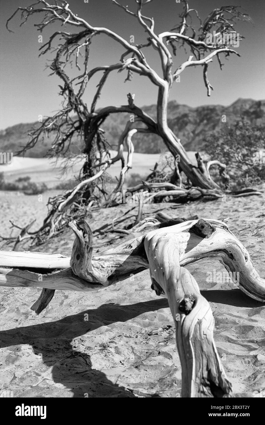 Death Valley Black and White juniper tree in Mesquite Flats Sand Dunes. Stock Photo