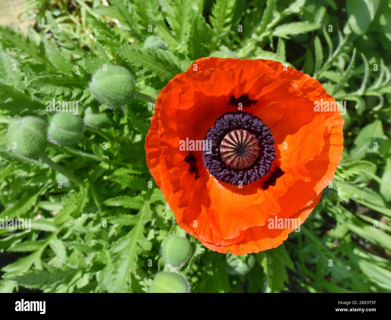 A close up picture of an 'Prince of Orange' Oriental Poppy (Papaver orientale 'Prince of Orange') Stock Photo