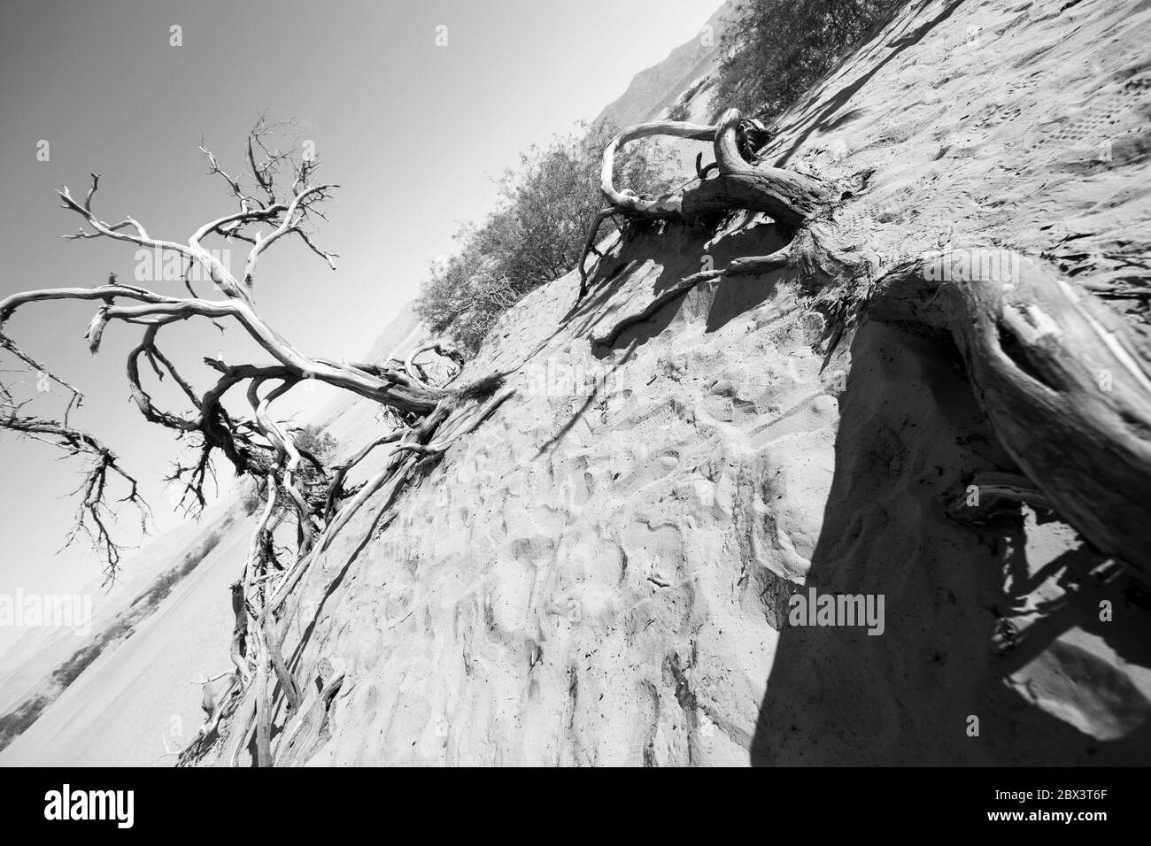 Death Valley Black and White juniper tree in Mesquite Flats Sand Dunes
