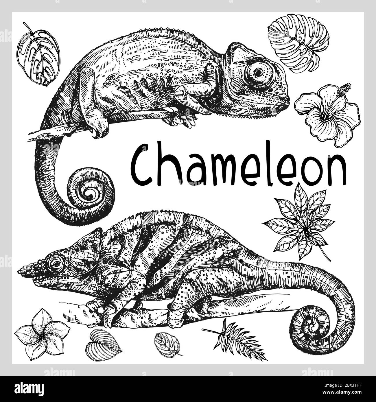 Set of hand drawn sketch style chameleons and plants isolated on white background. Vector illustration. Stock Vector