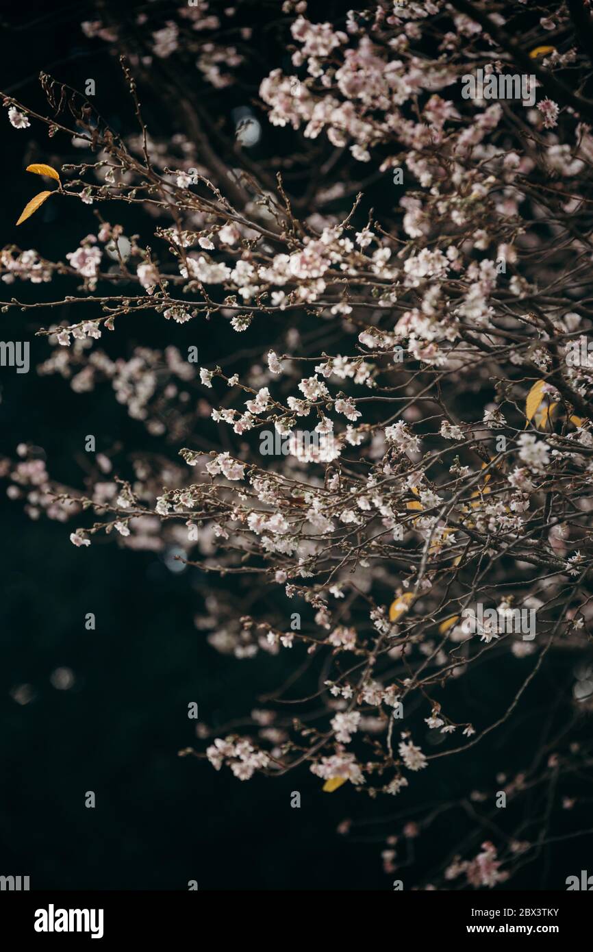 New Zealand Cherry bloosoms or Sakuras  in early Autumn against a dark background. Stock Photo