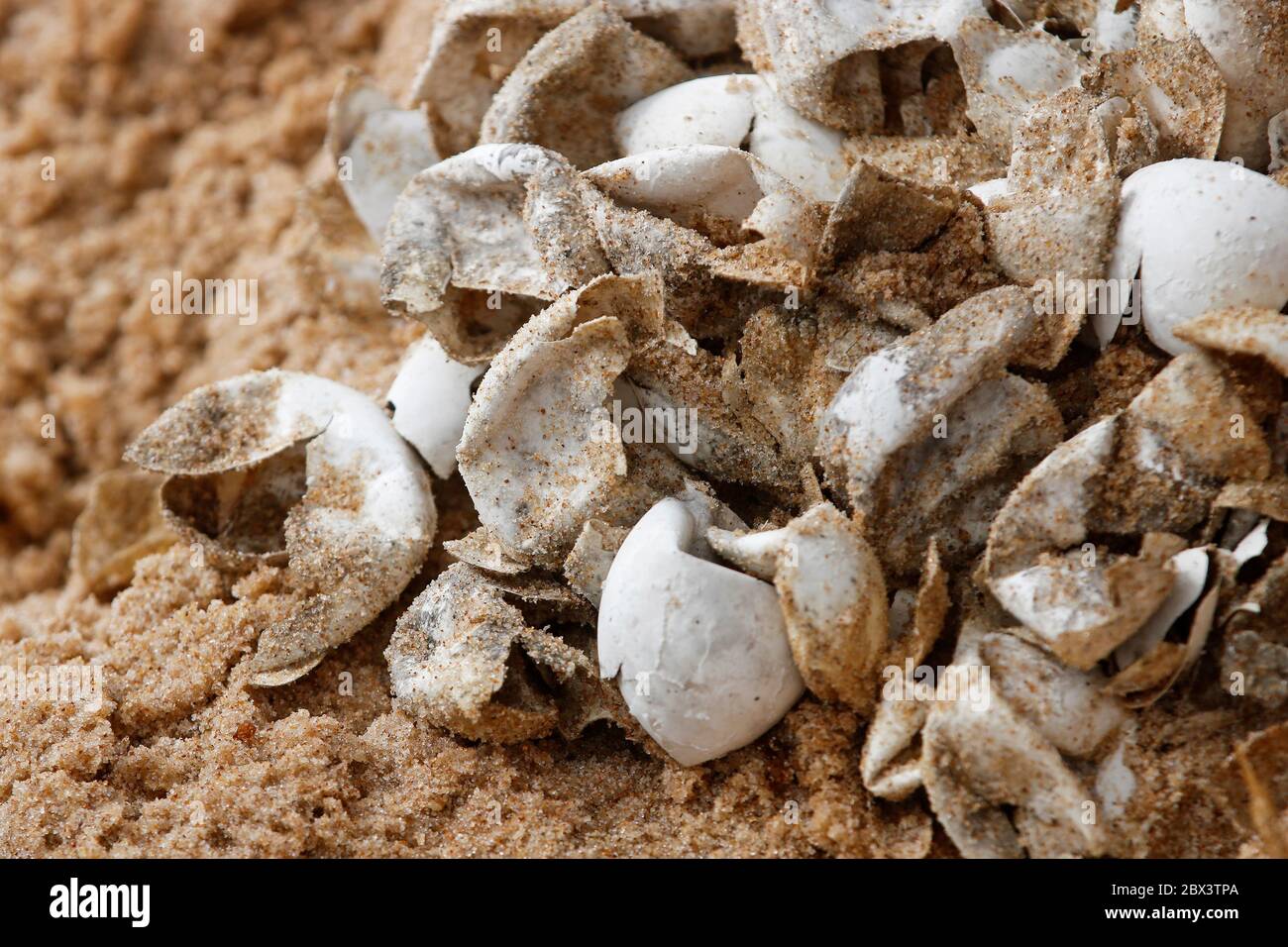 Sea turtle eggs in nest at beach. Hatching of endangered specie protected. Hatchling, baby newborn in nature, vulnerable animal wildlife conservation. Stock Photo