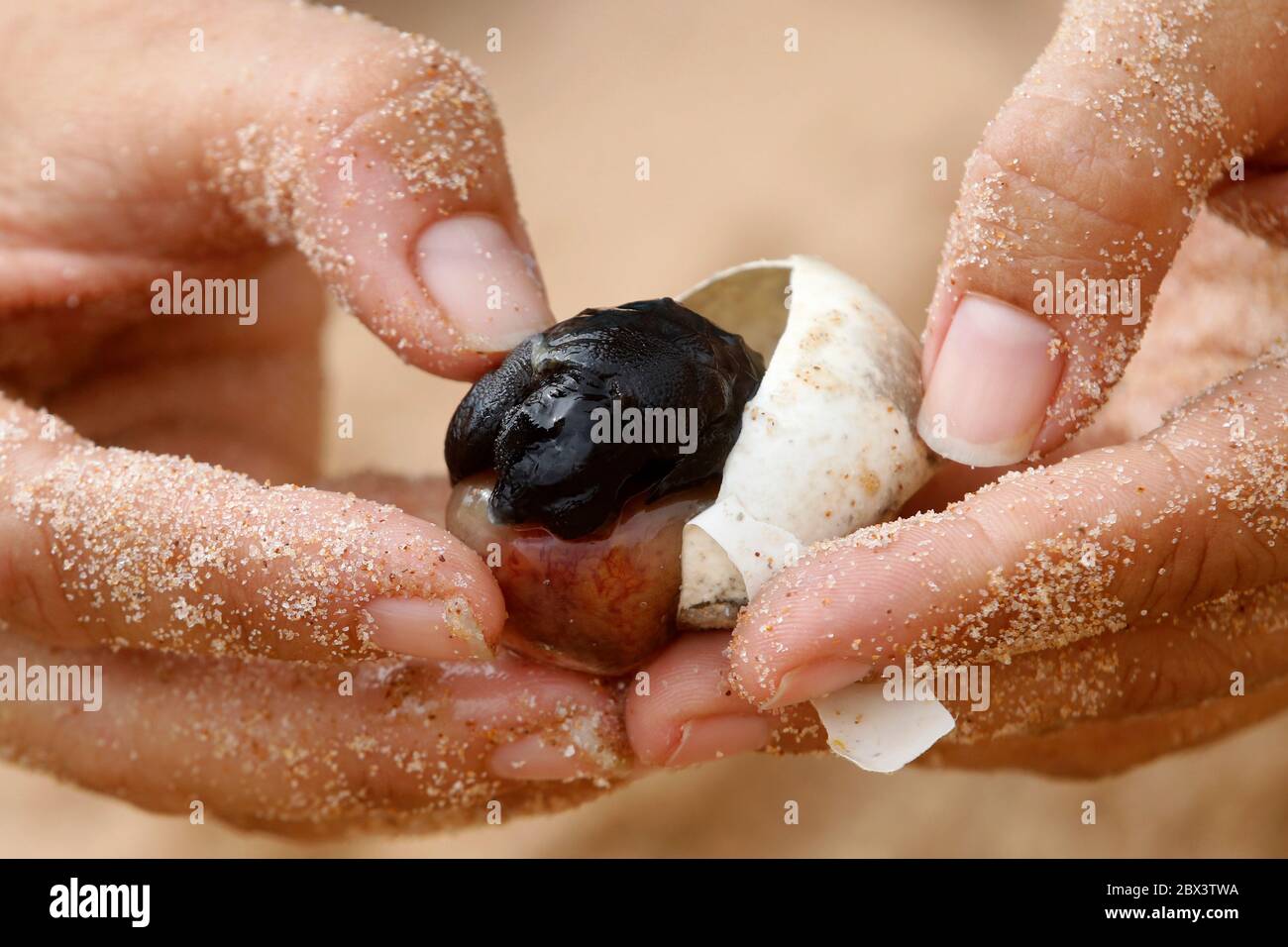 Sea turtle baby embryo egg. Nest at beach studied by scientist. Hatching of endangered specie rescued. Hatchling newborn in nature, vulnerable wild Stock Photo