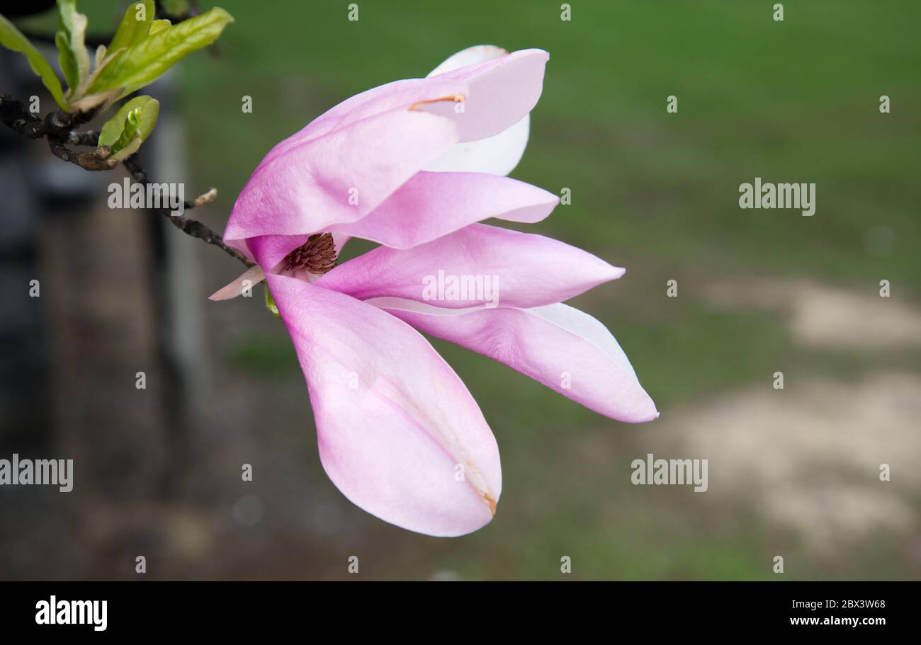 Magnolia tree bloom in the spring Stock Photo - Alamy