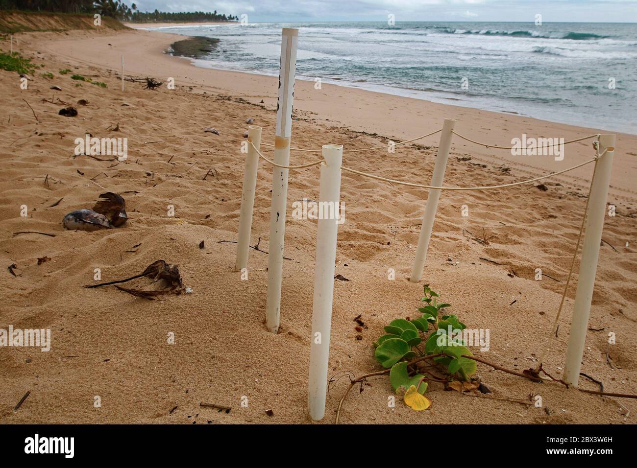 Signals marking sea turtle nest at beach. Hatching endangered specie protected. Reptile hatchling, baby newborn in nature, vulnerable animal wildlife Stock Photo