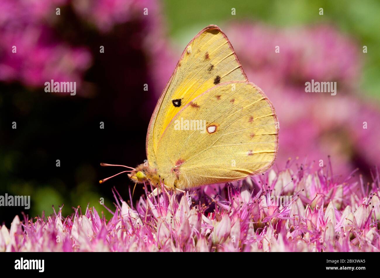 A sulpher butterfly on a seedum plant. Stock Photo