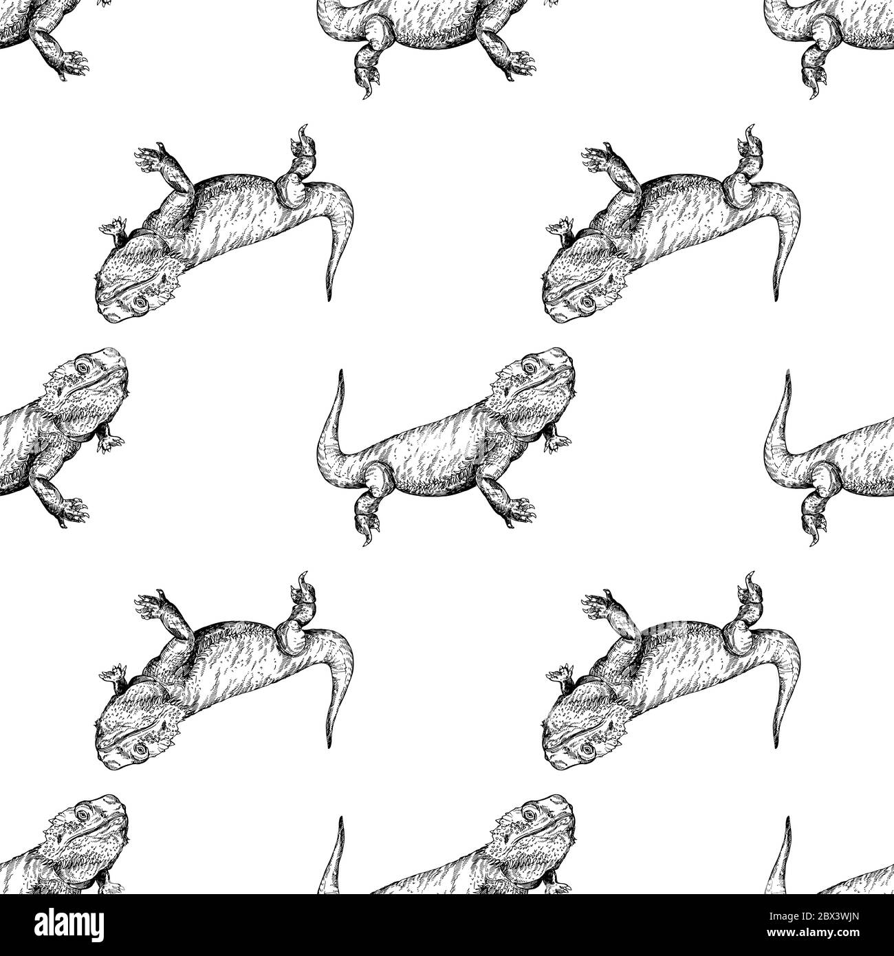 Seamless pattern of hand drawn sketch style bearded dragons isolated on white background. Vector illustration. Stock Vector