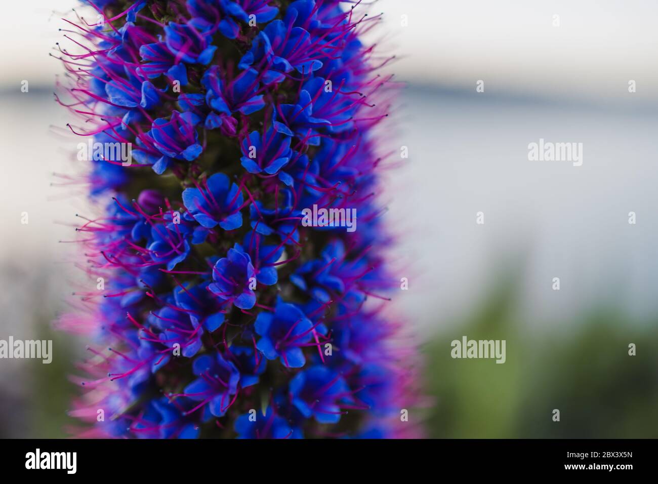 close-up of echium plant with purple flowers outdoor next to the beach shot at shallow depth of field in Tasmania, Australia Stock Photo