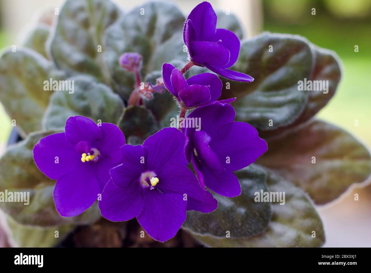 Close up view of a potted purple African violets plant (saintpaulia) with defocused background and copy space Stock Photo