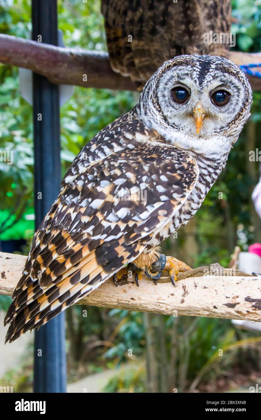 Strix Rufipes Brown upper parts hi-res stock photography and images - Alamy