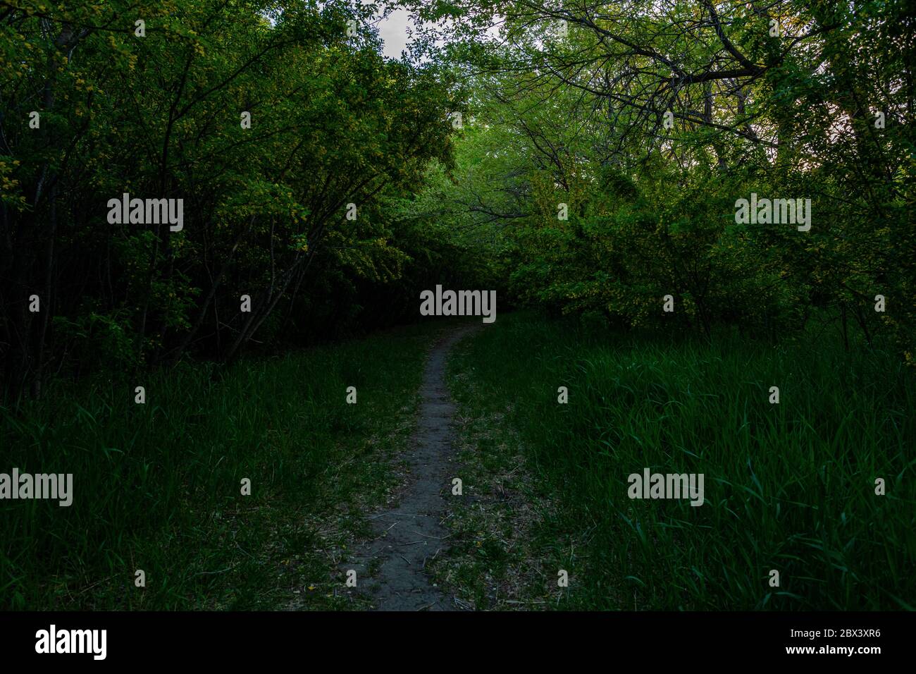 Living dense forest hi-res stock photography and images - Alamy
