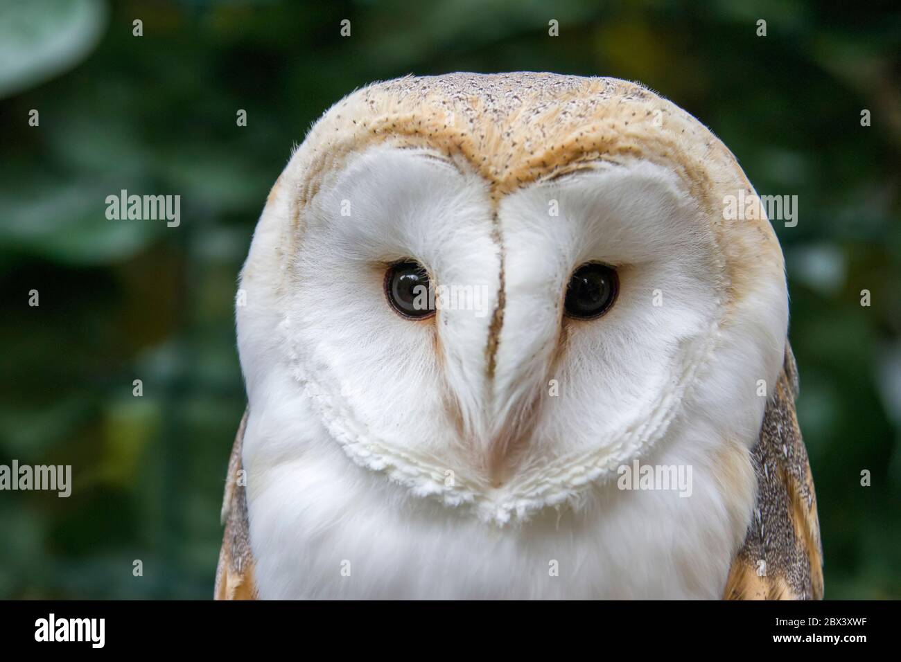 The barn owl (Tyto alba) is the most widely distributed species of owl and one of the most widespread of all birds.  is found almost everywhere Stock Photo